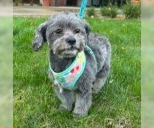 Ivy - Female Shih Tzu-Unknown Mix Dog for Adoption - Photo #4