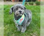 Small Photo #4 Shih Tzu-Unknown Mix Puppy For Sale in Minneapolis, MN, USA