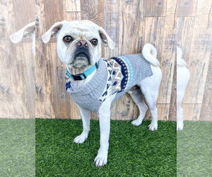 Pug-Unknown Mix Dogs for adoption in Corona, CA, USA