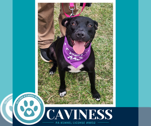 Caviness 071826 - Female Labrador Retriever-Unknown Mix Dog for Adoption - Photo #2