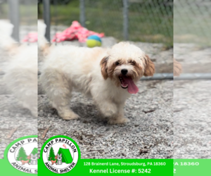 Zuchon Dogs for adoption in Stroudsburg, PA, USA