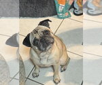 Small #5 Pug