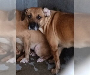 Mutt Dogs for adoption in San Bernardino, CA, USA