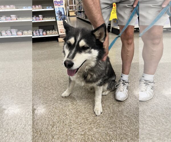 Medium Photo #1 Siberian Husky Puppy For Sale in Cedar Crest, NM, USA