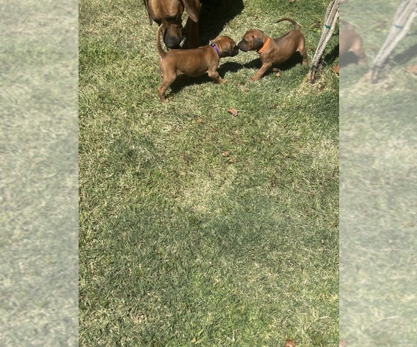 Medium Photo #24 Rhodesian Ridgeback Puppy For Sale in RIVERSIDE, CA, USA