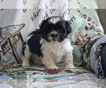 Puppy Javier Shih Tzu-Zuchon Mix