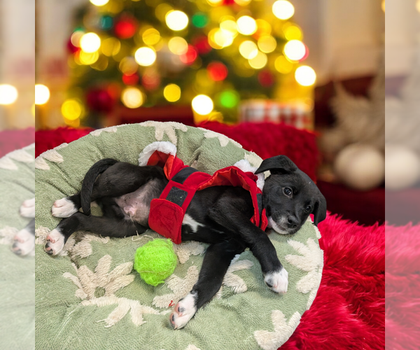 Medium Photo #2 Boxador Puppy For Sale in Vail, AZ, USA