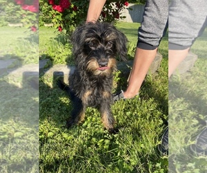 Australian Shepherd-Poodle (Toy) Mix Puppy for sale in BEECH GROVE, IN, USA