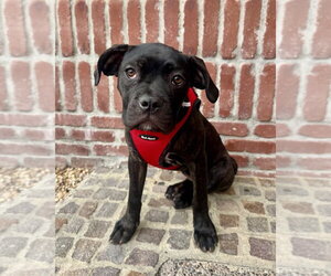 Valentina - Female Mutt Dog for Adoption - Photo #5