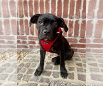 Small #4 Mutt
