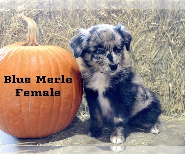 Medium Photo #1 Australian Shepherd Puppy For Sale in CLARKSVILLE, TX, USA