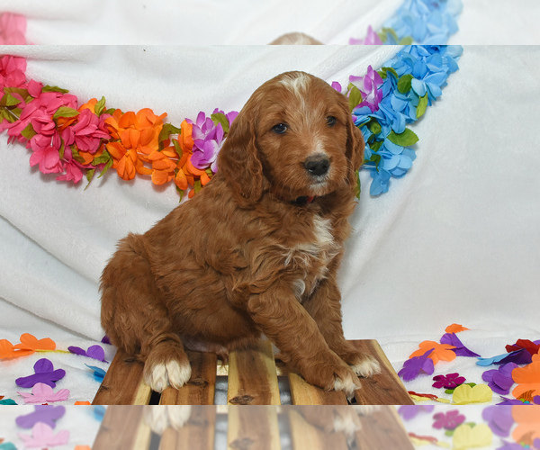 Medium Photo #1 Goldendoodle Puppy For Sale in PRESCOTT VALLEY, AZ, USA
