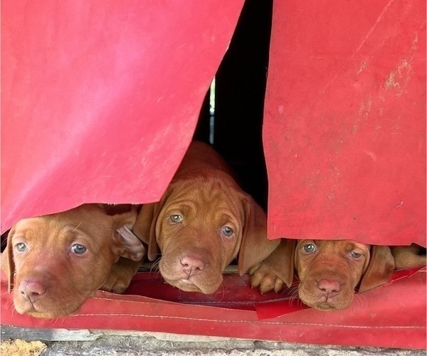 Medium Photo #3 Vizsla Puppy For Sale in OTTUMWA, IA, USA