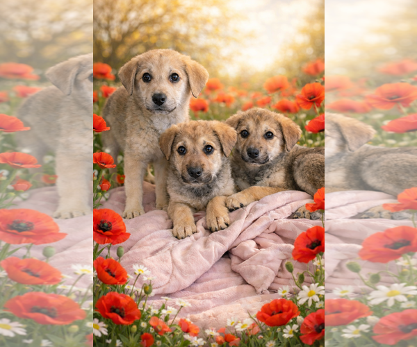 Medium Photo #6 Anatolian Shepherd Puppy For Sale in MIDWAY, UT, USA