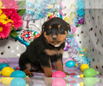 Small Photo #3 Rottweiler Puppy For Sale in WEST FARMINGTON, OH, USA