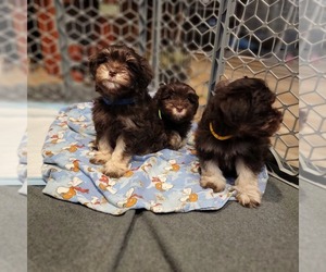 Schnauzer (Miniature) Puppy for sale in VISALIA, CA, USA