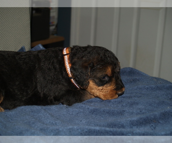 Medium Photo #16 Airedale Terrier Puppy For Sale in CHARLESTOWN, IN, USA
