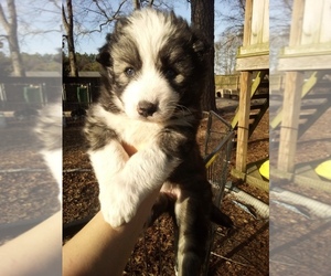 Siberian Husky Puppy for sale in FLORENCE, SC, USA