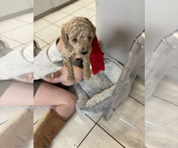 Medium Photo #6 Poodle (Miniature) Puppy For Sale in EAST AMHERST, NY, USA