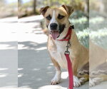 Small #5 Beagle Mix