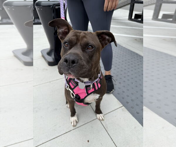 Medium Photo #3 American Pit Bull Terrier-American Staffordshire Terrier Mix Puppy For Sale in Lake Elsinore, CA, USA