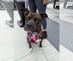 Small #2 American Pit Bull Terrier-American Staffordshire Terrier Mix