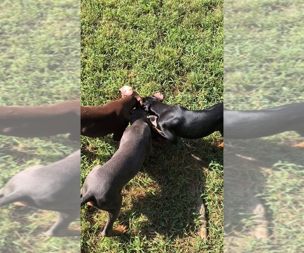 Medium Photo #9 Doberman Pinscher Puppy For Sale in KELLYTON, AL, USA