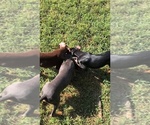 Small #8 Doberman Pinscher