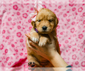 Golden Retriever Puppy for sale in LIBERTY, KY, USA