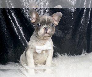 Medium French Bulldog