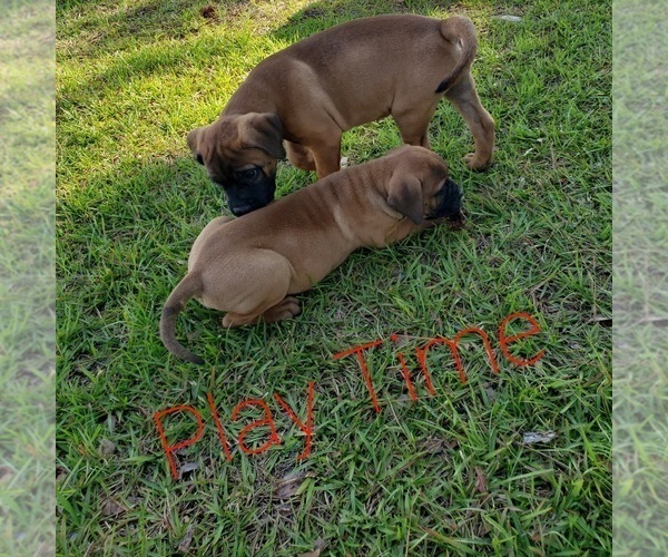 View Ad Bullmastiff Litter of Puppies for Sale near