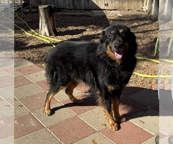 Medium Photo #2 Bernese Mountain Dog-Collie Mix Puppy For Sale in Houston, TX, USA