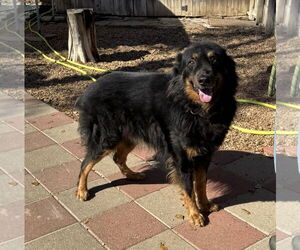 Apollo - Male Bernese Mountain Dog-Collie Mix Dog for Adoption - Photo #2