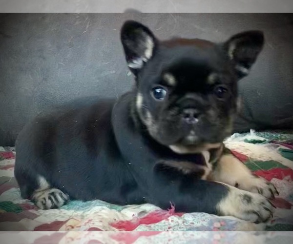 Medium Photo #6 French Bulldog Puppy For Sale in WAUSAUKEE, WI, USA