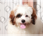 Small #3 ShihPoo