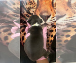 Small #3 American Bully