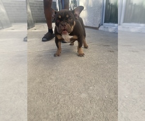 American Bully Puppy for sale in LAS VEGAS, NV, USA