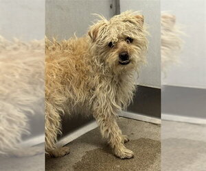 Mutt Dogs for adoption in San Bernardino, CA, USA