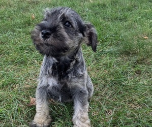 Schnauzer (Miniature) Puppy for sale in GOSHEN, IN, USA