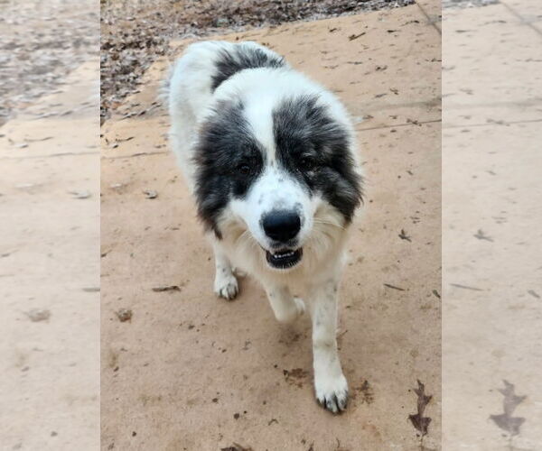Medium Photo #2 Great Pyrenees-Unknown Mix Puppy For Sale in Thomasville, NC, USA