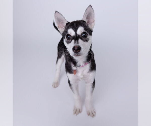 Medium Photo #12 Siberian Husky-Unknown Mix Puppy For Sale in Fargo, ND, USA