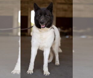Bailey - Female Akita Dog for Adoption - Photo #5