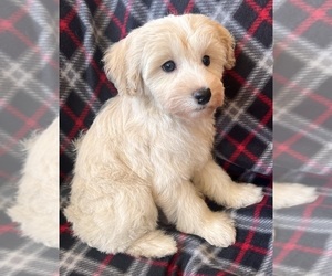 Schnoodle (Miniature) Puppy for sale in Lexington, NC, USA