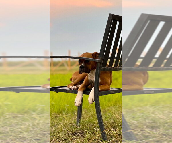 Medium Photo #3 Boxer Puppy For Sale in Austin, TX, USA