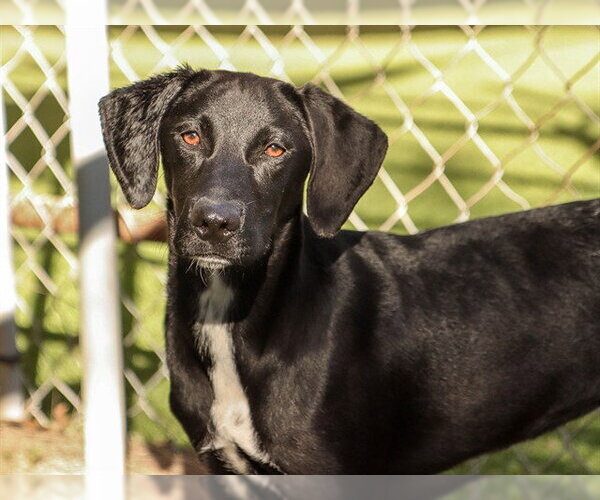 Medium Photo #1 Labrador Retriever Puppy For Sale in Ojai, CA, USA