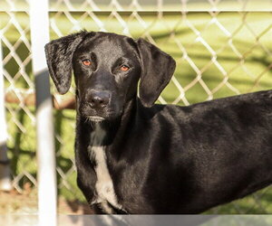 Labrador Retriever Dogs for adoption in Ojai, CA, USA