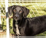 PATSY - Female Labrador Retriever Dog for Adoption - Small photo