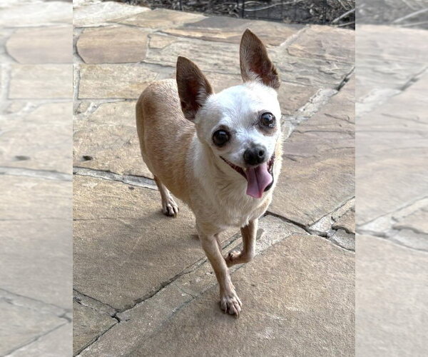 Medium Photo #3 Chihuahua Puppy For Sale in Boonton, NJ, USA