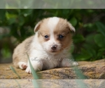 Small Photo #14 Pembroke Welsh Corgi Puppy For Sale in LUTHER, OK, USA