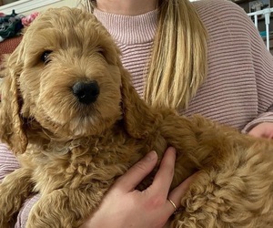 Bernedoodle-Poodle (Standard) Mix Puppy for sale in LAFAYETTE, IN, USA